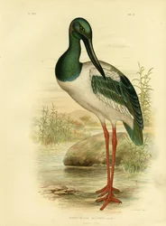 Jabiru australien ou cigogne à cou noir, 1891